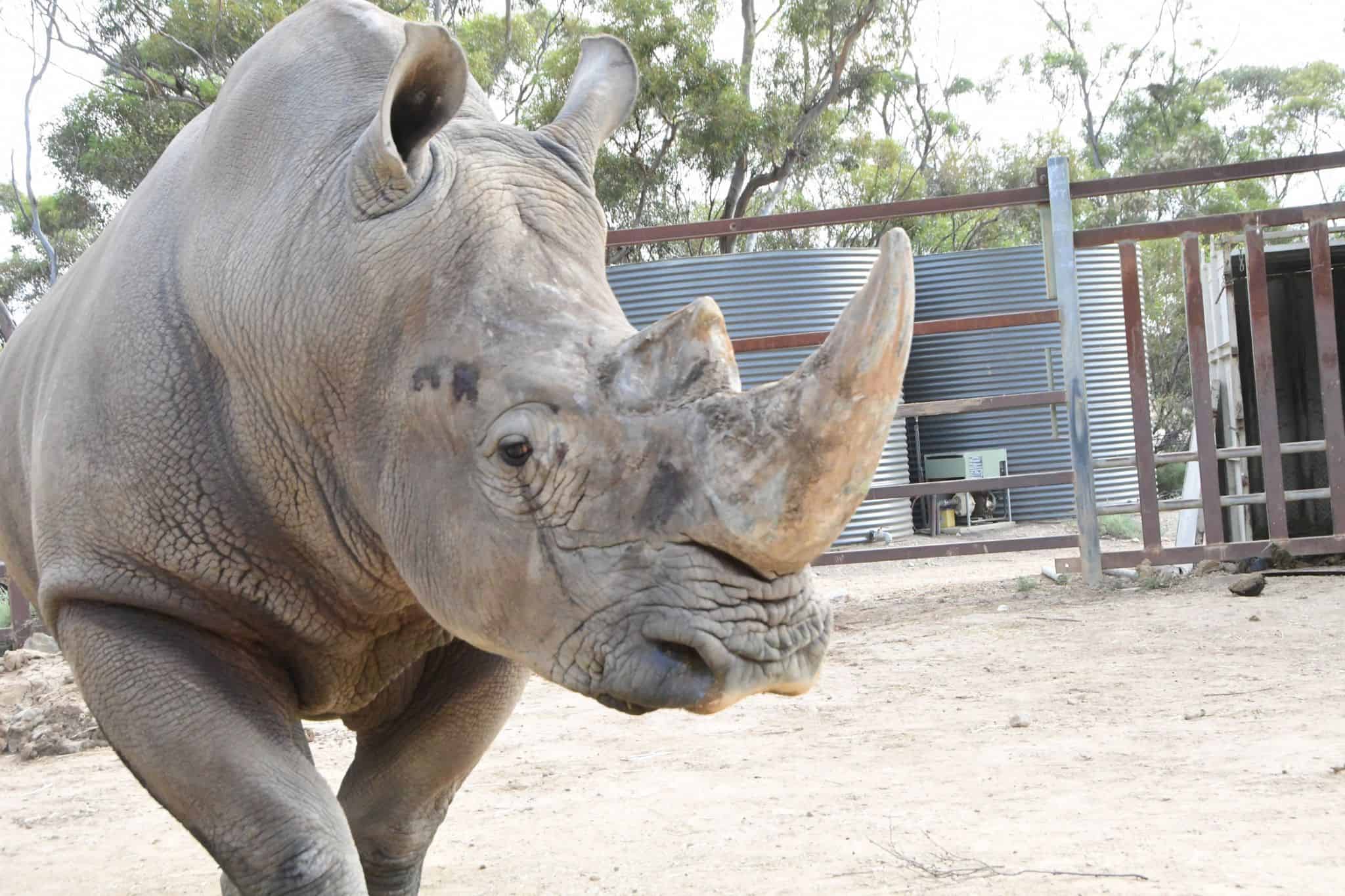 A rhinormous swap to help species survival