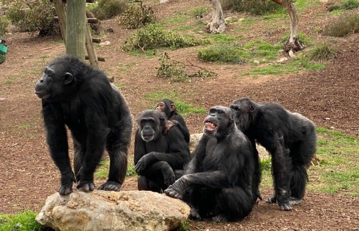 Chimpanzees at Monarto Safari Park eating food