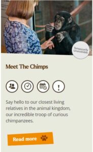 Meet the chimps