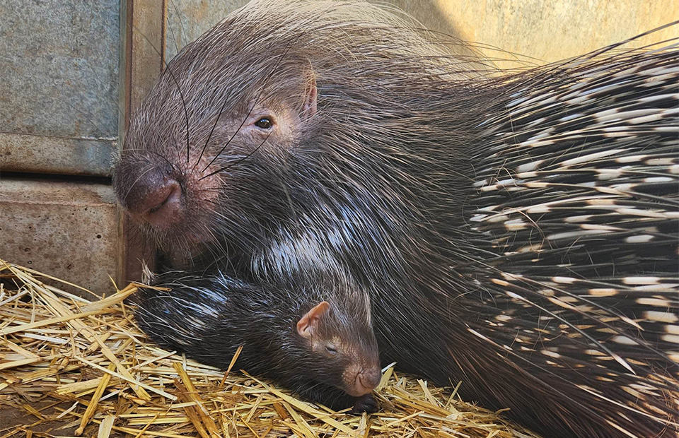 Adult Cape Porcupine resting on hay with baby porcupette