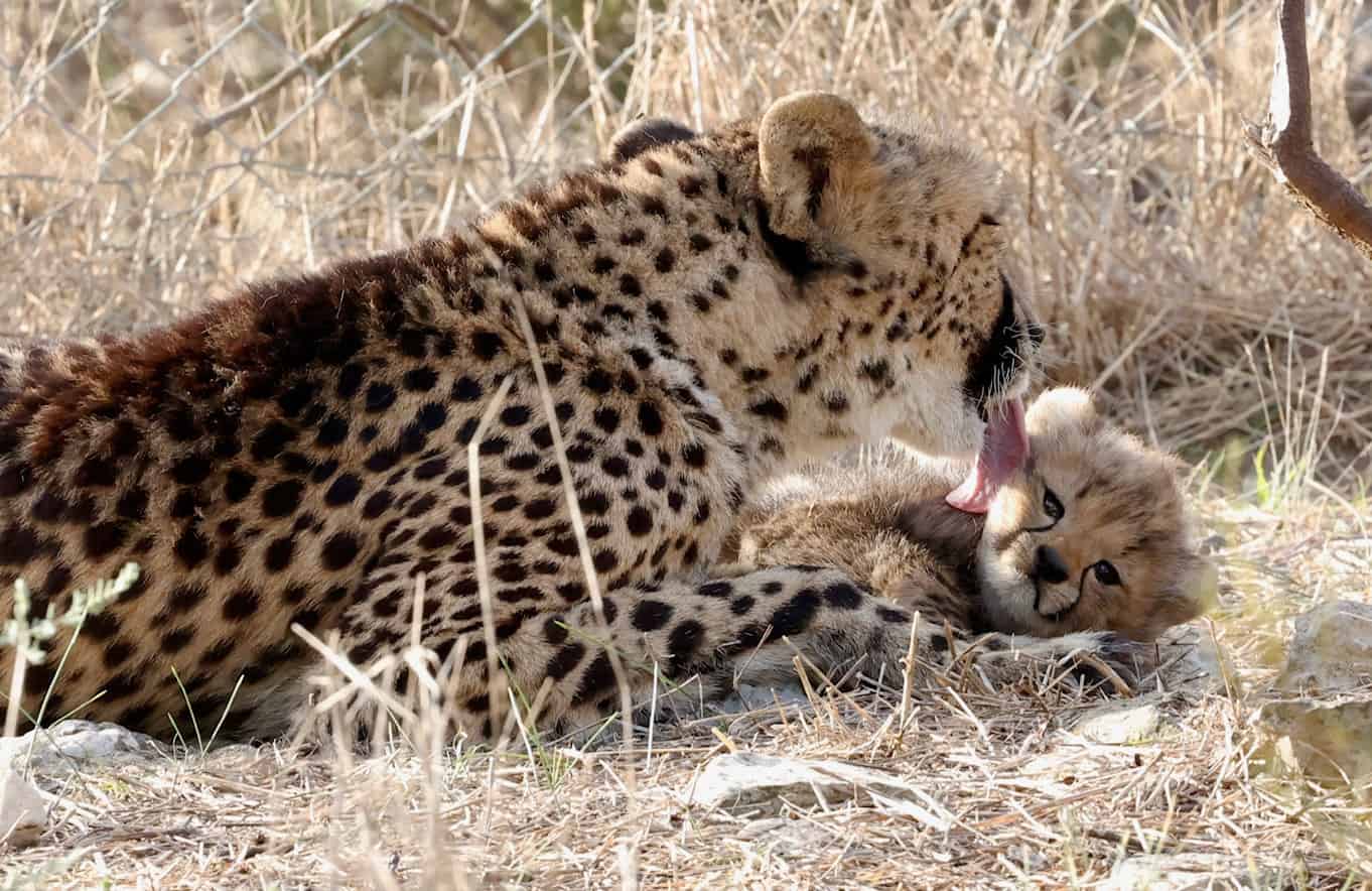 Cheetah cub cuteness to welcome in the weekend