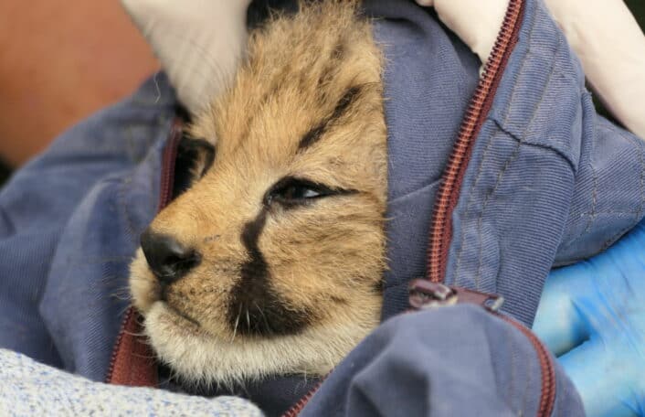 Cheetah cub's head is sticking out of a sack used during health checks.