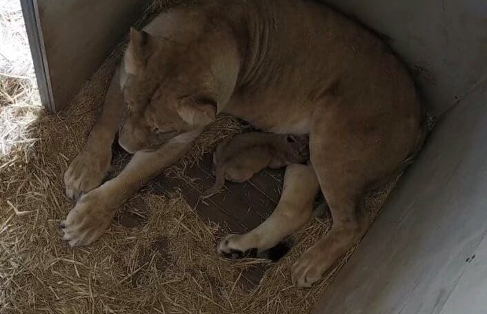 African Lion lies in den with newborn cub