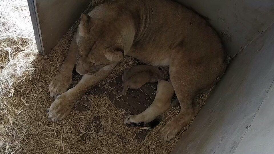 African Lion lies in den with newborn cub