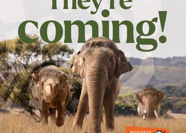 Three Asian Elephants walking through Monarto plains. Text They're coming.