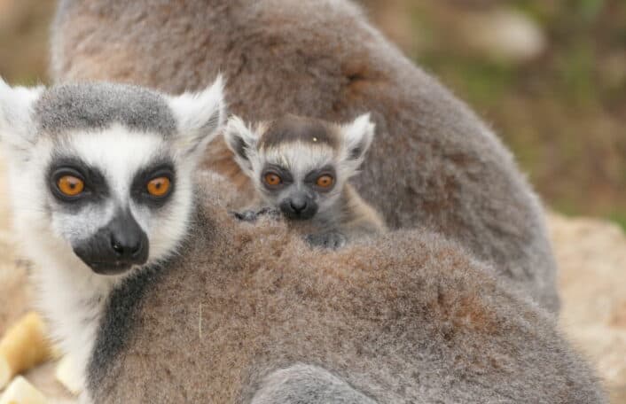 Ring-tailed Lemur adult with small pup on its back