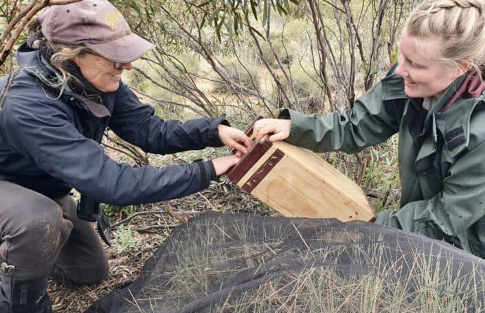 Two conservationists put Mallee Emu-wren into transport box