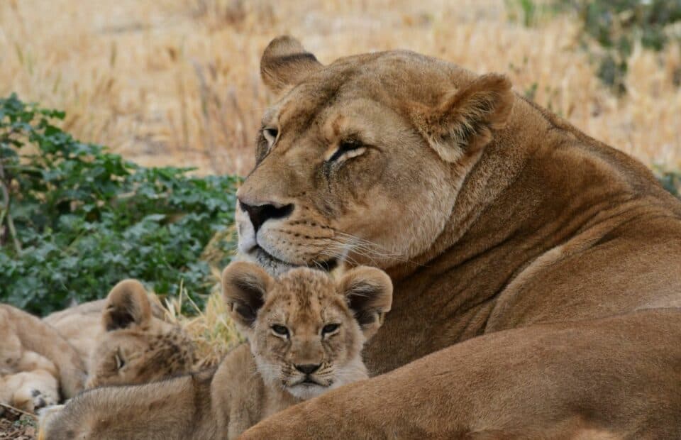 Two lion cubs sit with lioness in dry grass