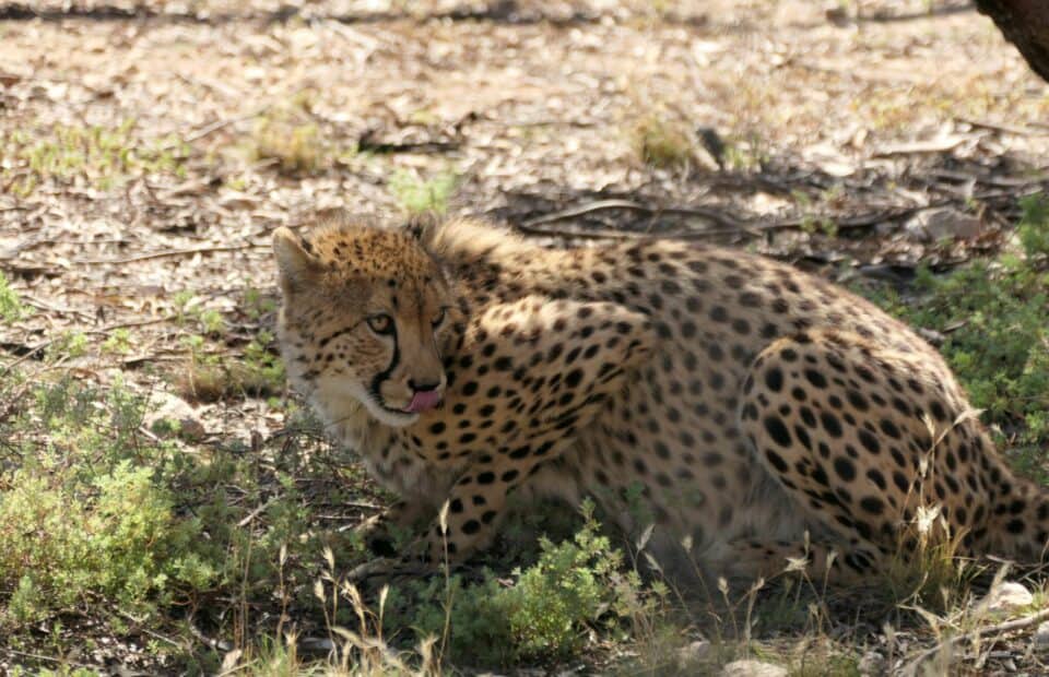 Cheetah crouches on ground looking over left shoulder.
