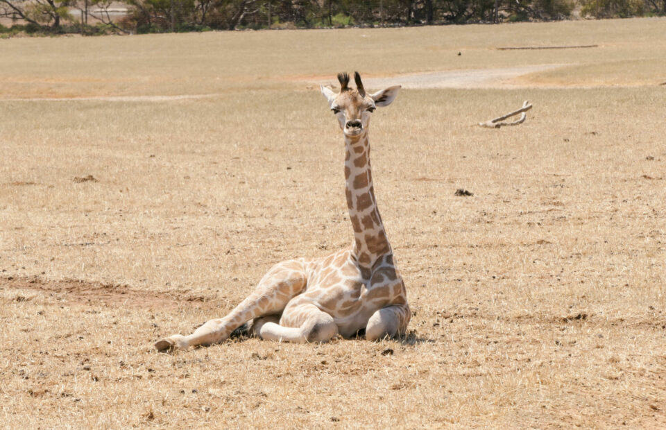 Giraffe calf sits on ground in dry paddock.