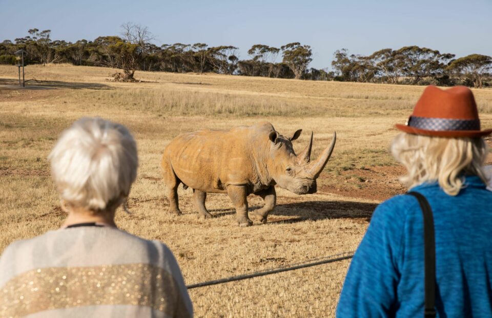 Photo taken behind two people looking at Southern White Rhino in dry field.