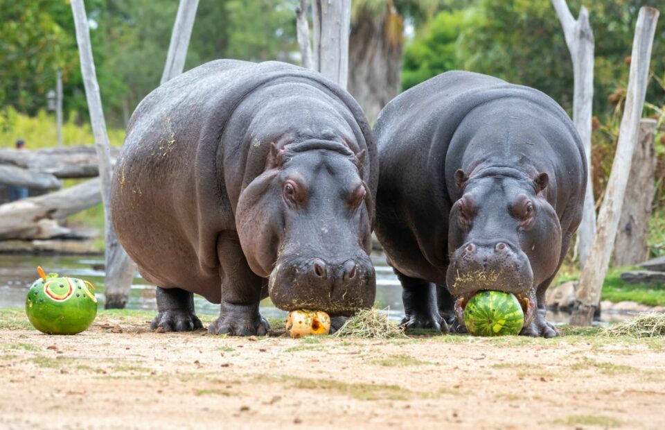 Two hippos stand side by side eating fruit.