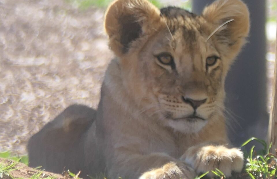Kadija, lion cub at Monarto Safari Park. Kadija and her three siblings were born in September 2023.