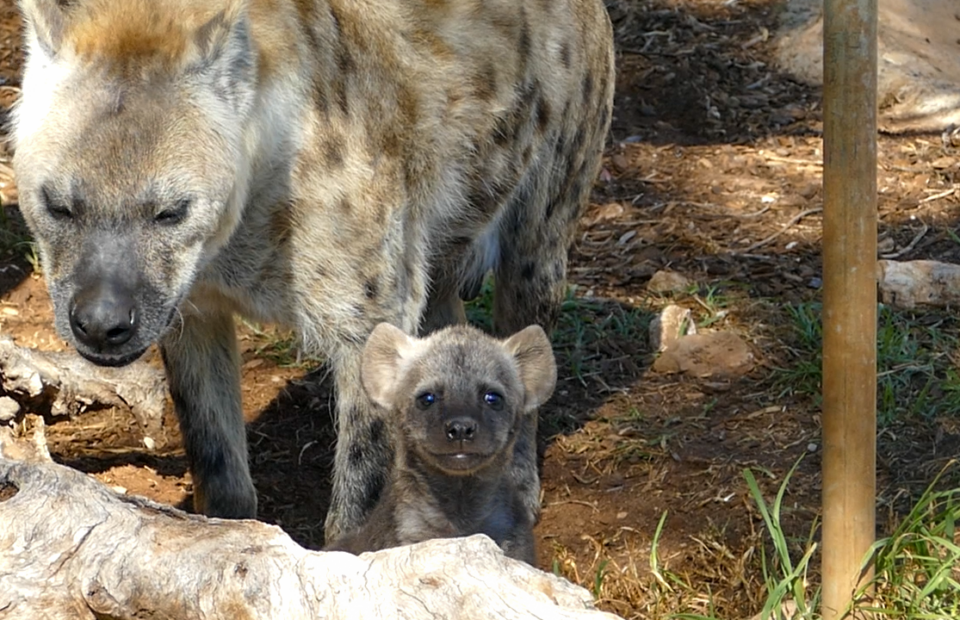 Brown hyena cub peers over log alongside adult Spotted Hyena