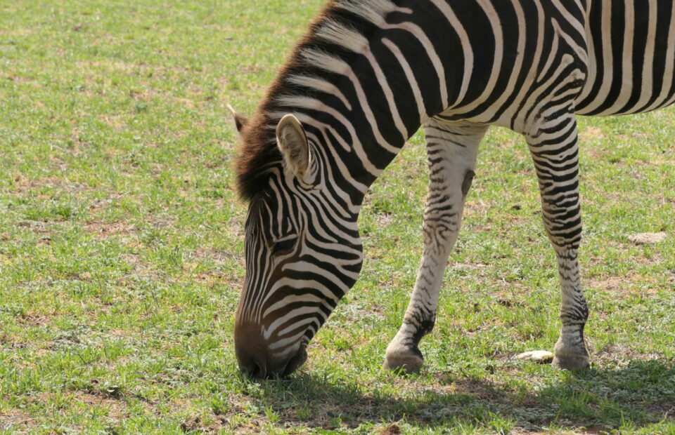 Zebra grazes on green grass