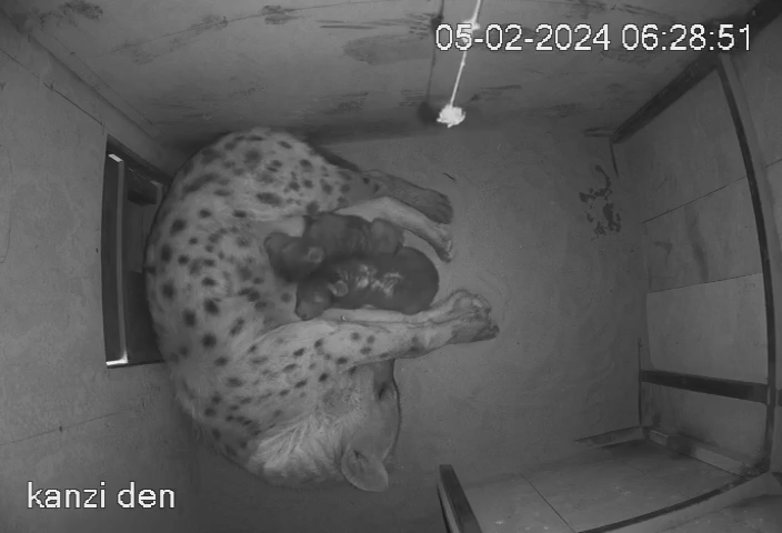 Hyena cub lies in den with two cubs suckling