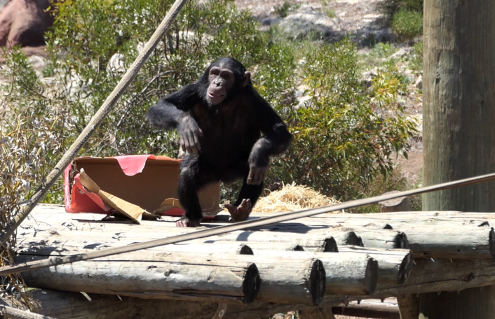 Young chimp with enrichment box on platform