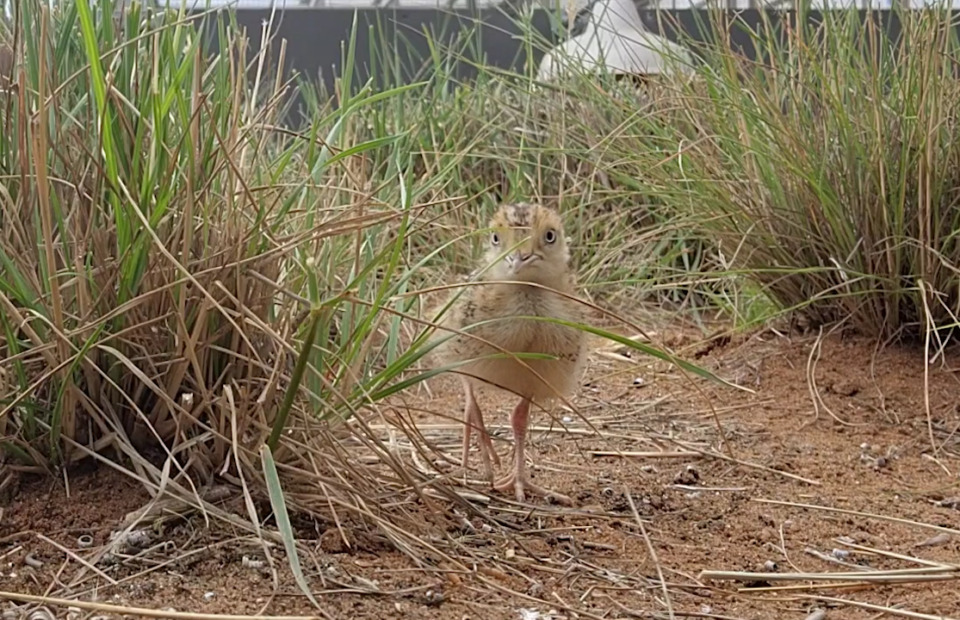 Plains-wanderer chick looks at camera while standing on sand in between spinifex.