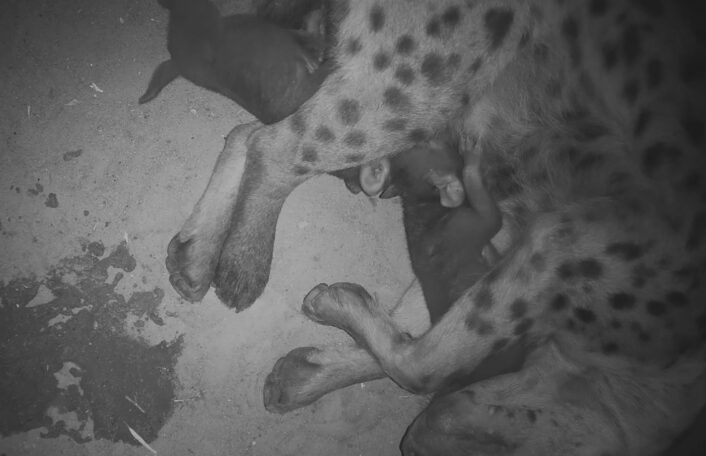 Black and white den cam photo shows hyena mum lying down with two cubs suckling