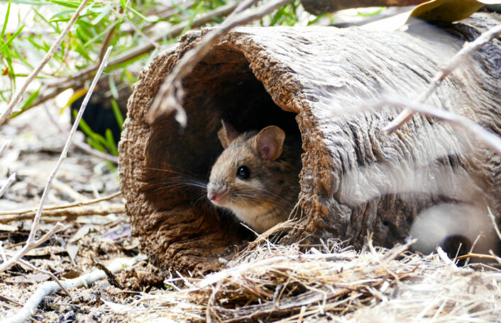 Greater Stick-nest Rat sits in a log on the ground.