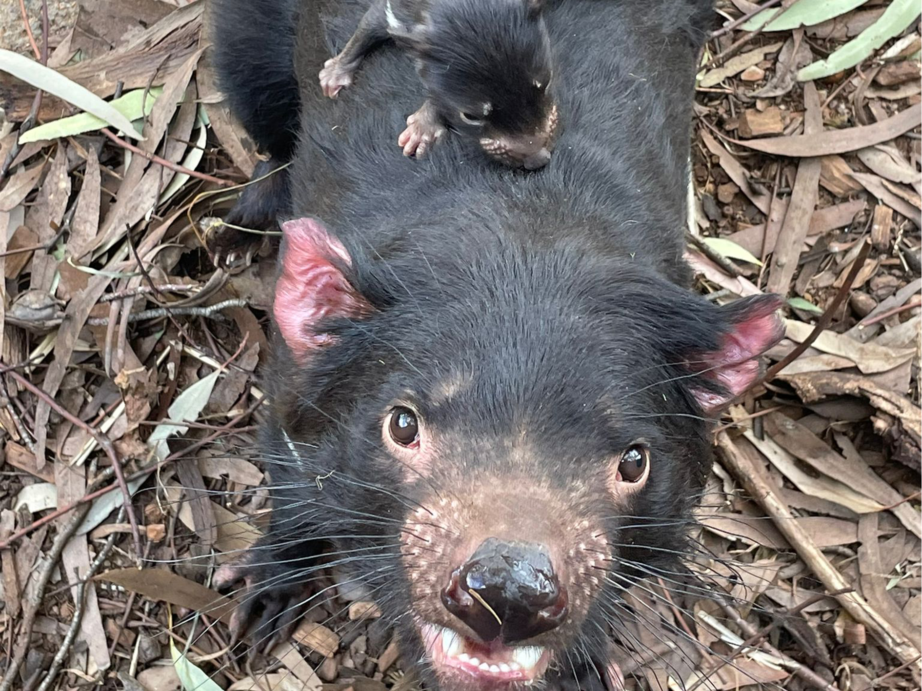 Joey joy for National Threatened Species Day - Monarto Safari Park