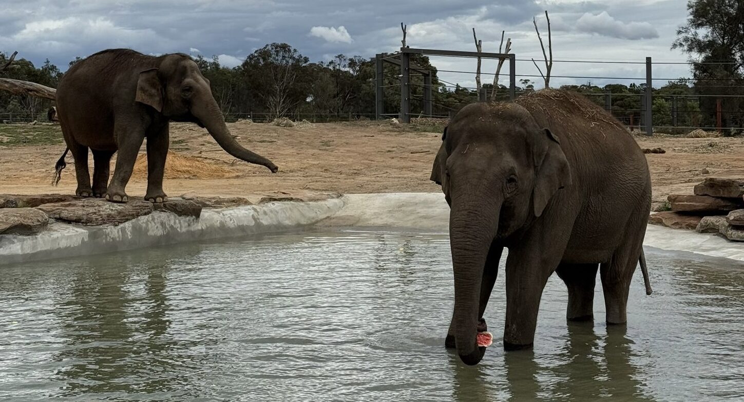 Elephants of Asia opens its gates as Monarto Safari Park welcomes first ...