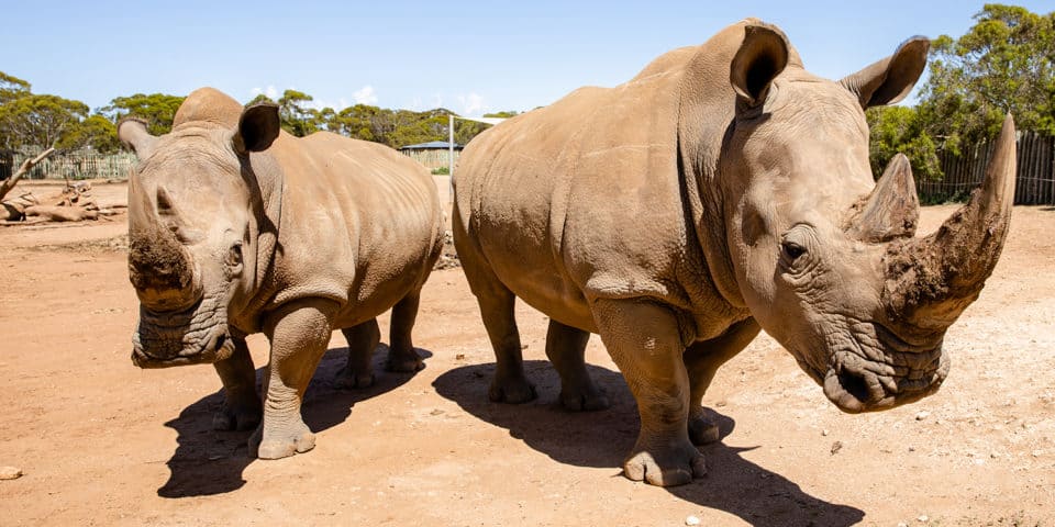 Southern White Rhinoceros Facts & Information - Monarto Safari Park