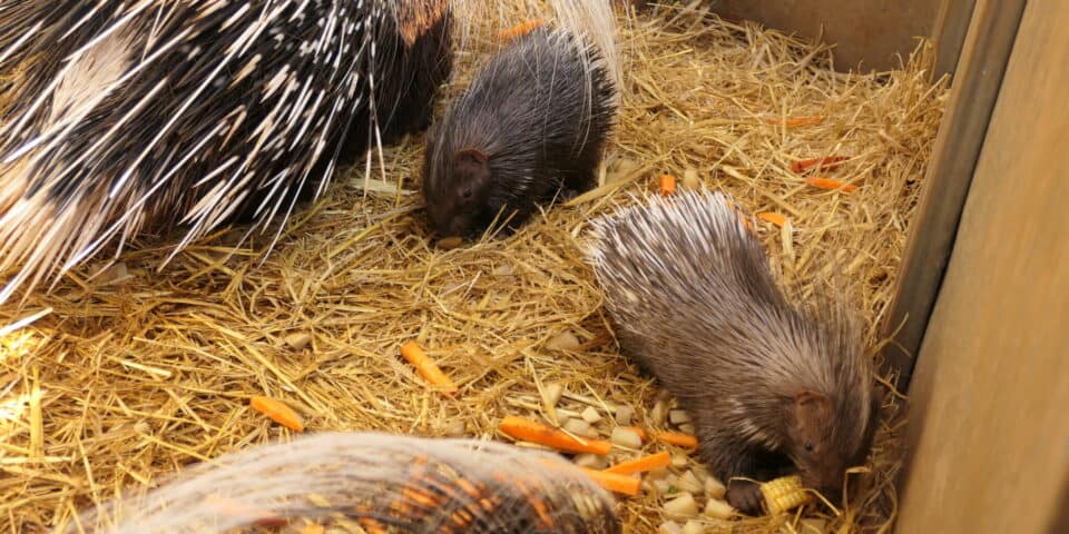 Two Cape Porcupine babies in the den