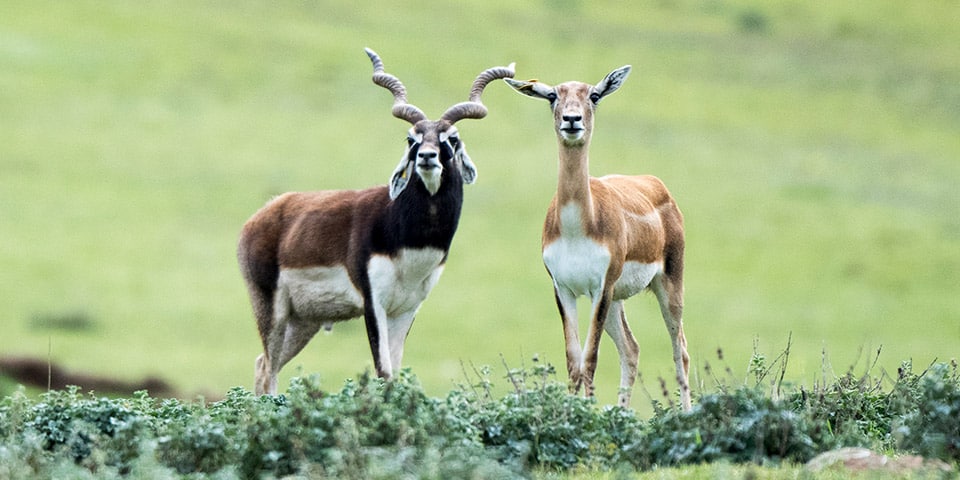 Black buck of picture 8 Most