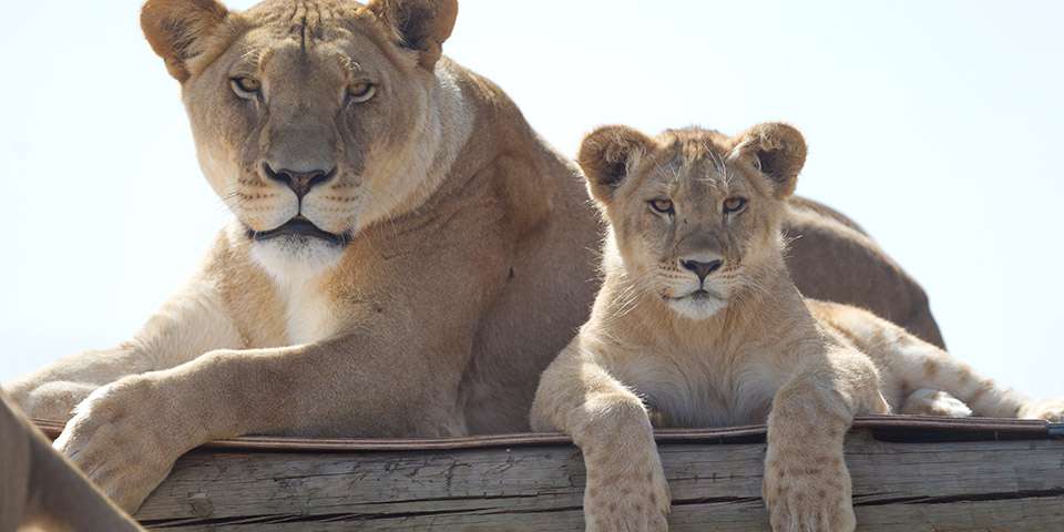 African Lion Facts & Information - Monarto Safari Park