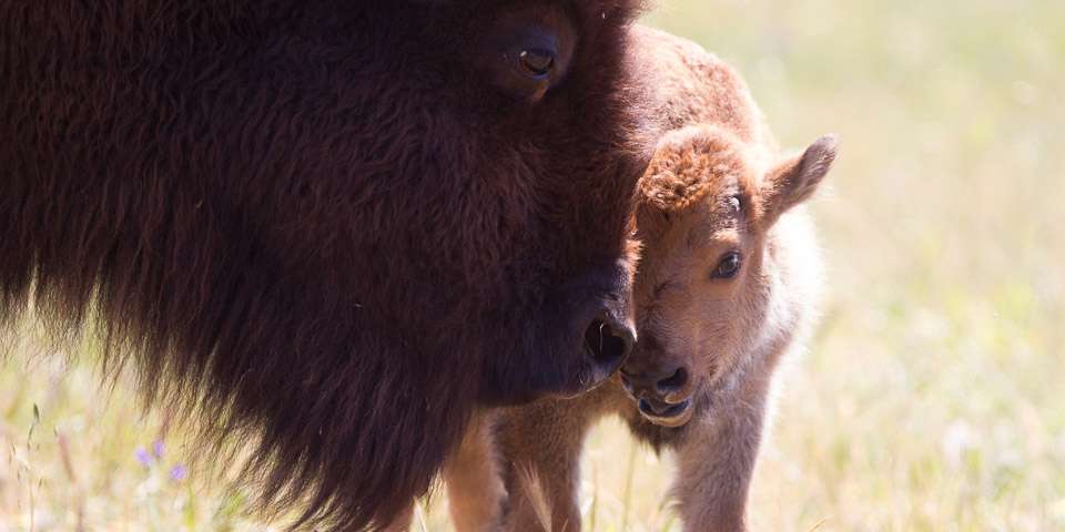 Meet our woolly American Bison - Monarto Safari Park