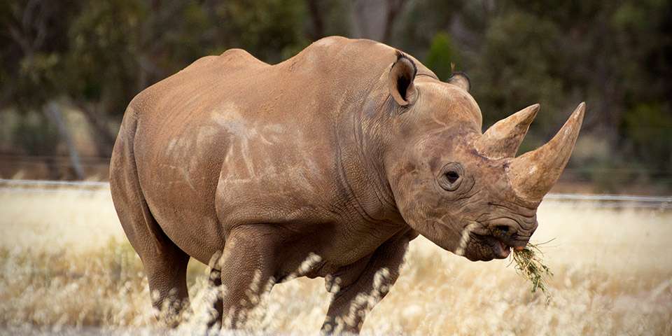 Black Rhinoceros Facts & Information - Monarto Safari Park