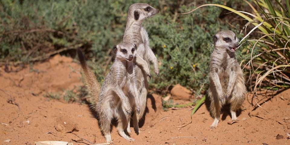 Meerkat Facts & Information - Monarto Safari Park