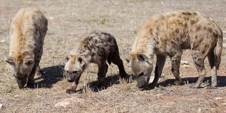 Spotted Hyenas - Meet our inquisitive hyenas at Monarto Safari Park