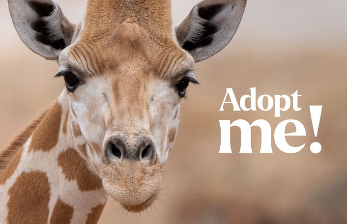 Giraffe Facts & Information - Meet our gentle giants at Monarto Safari Park