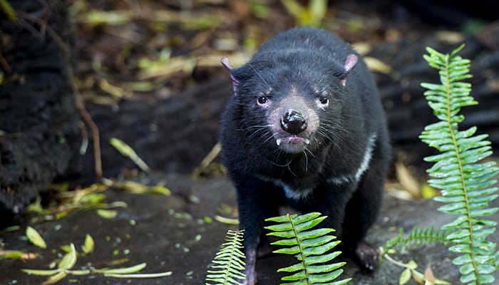 Tasmanian Devils: How much do you know? Take our quiz