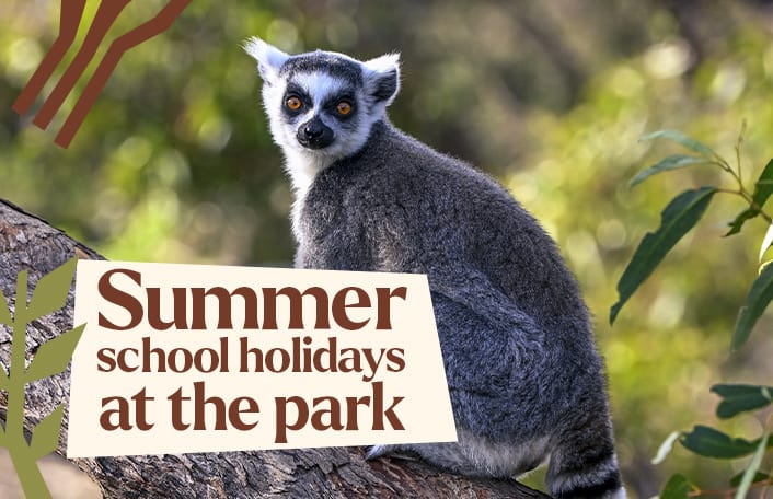 Ring-tailed Lemur looking ahead in front of green lush background with text on beige block. Text reads 'Summer school holidays at the park'