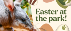 Greater Bilby facing towards graphic with Easter eggs. Text reads 'Easter at the park!'