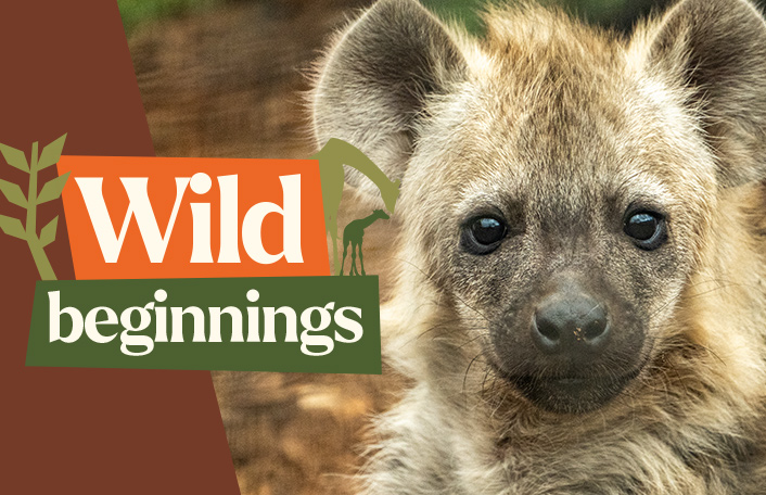 Spotted Hyena cub looking forwards. White text on orange and green shapes reads 'Wild beginnings'