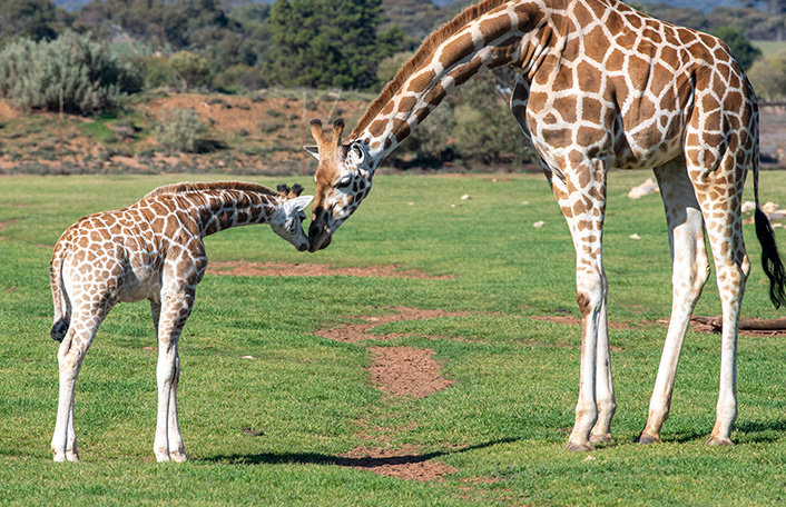 Small giraffe calf leans neck down to touch noses with a much larger adult giraffe who leans down towards calf