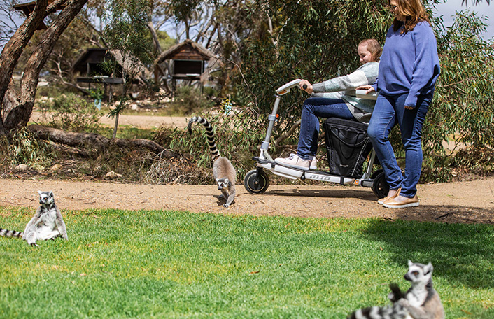 A Ring-tailed Lemur leaps around the path in front of a woman using a mobility device who is smiling with her mum alongside her. 